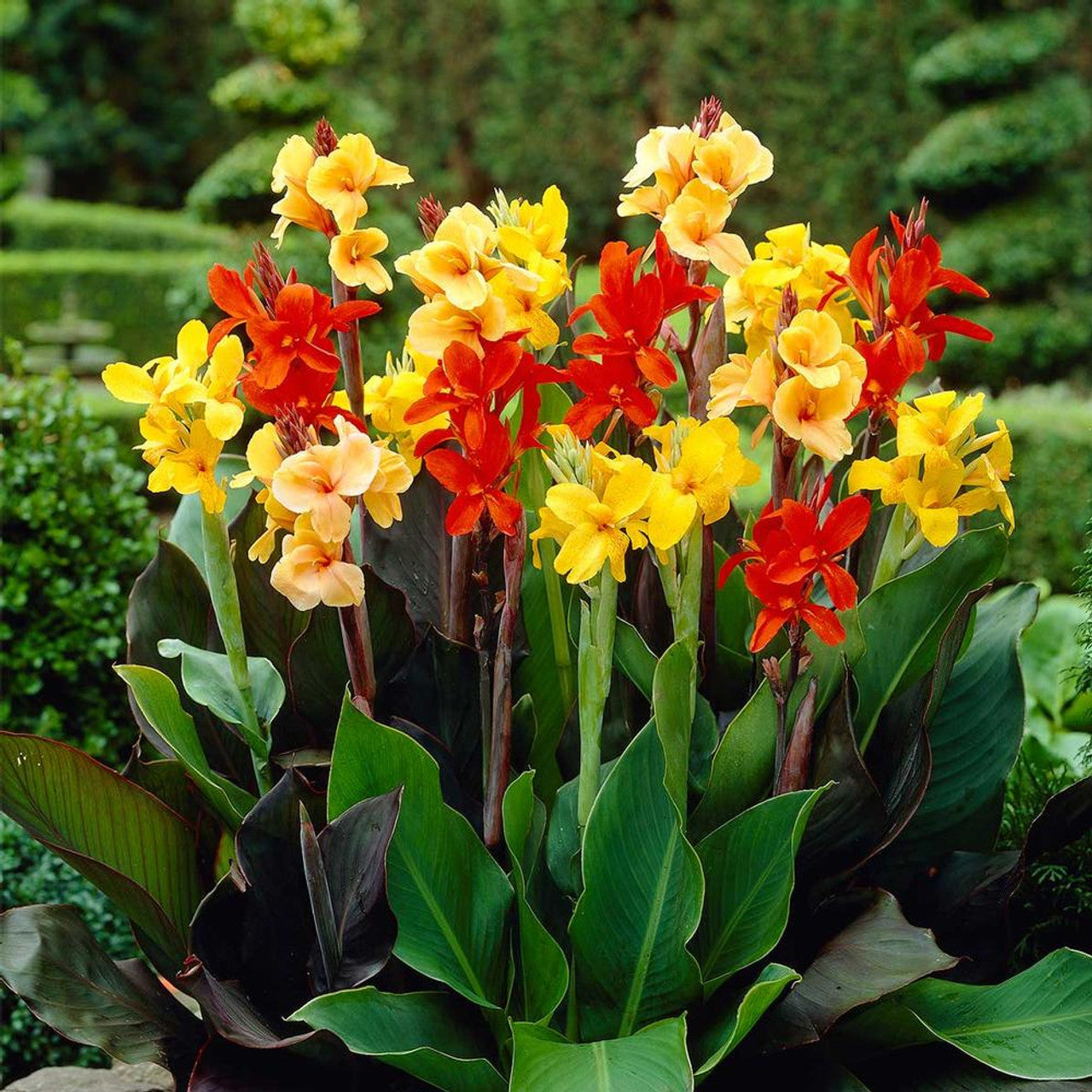 Canna Assorted (Canna spp.)