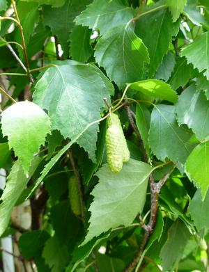 Upright Silver Birch fastigiata (Betula pendula) - Ladybird Nursery