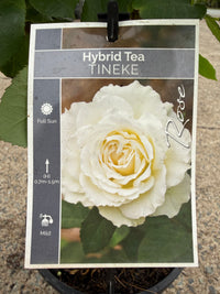 Rose ‘Tineke’