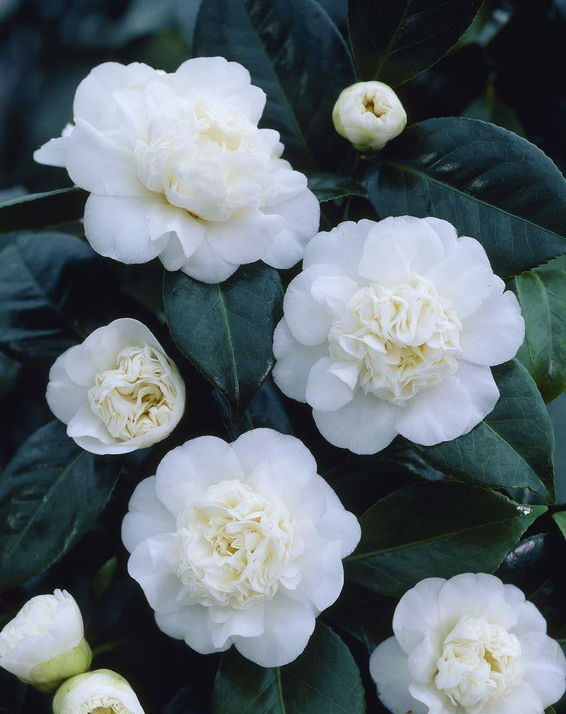 Camellia Debutante (Camellia japonica)