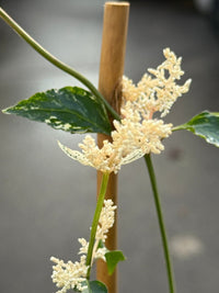 Amaranthus 'Fluffy Duck' - Ladybird Nursery