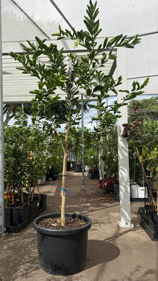 Lime 'Tahitian' LARGE 500mm Pot (PICKUP ONLY) - Ladybird Nursery