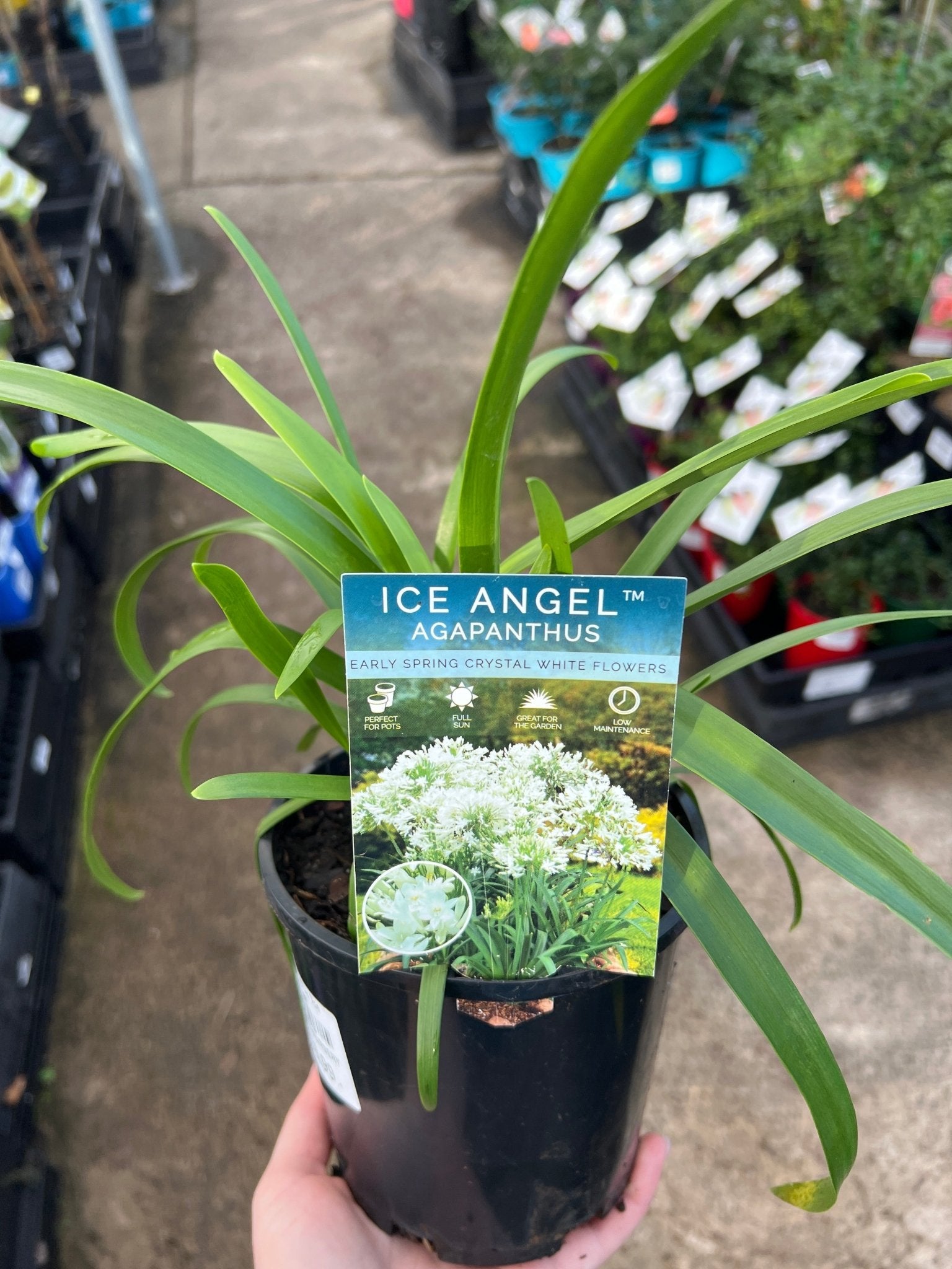 Agapanthus 'Ice Angel' - Ladybird Nursery