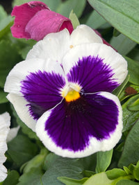 Pansy (Viola x Wittrockiana) Mixed 10 Cell (PICK UP ONLY) - Ladybird Nursery