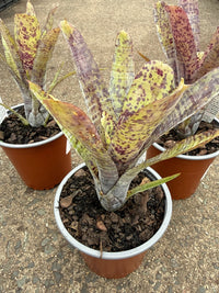 Bromeliad (Neoregelia Pauciflora) - Ladybird Nursery