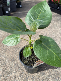 Tamarillo Red - Ladybird Nursery