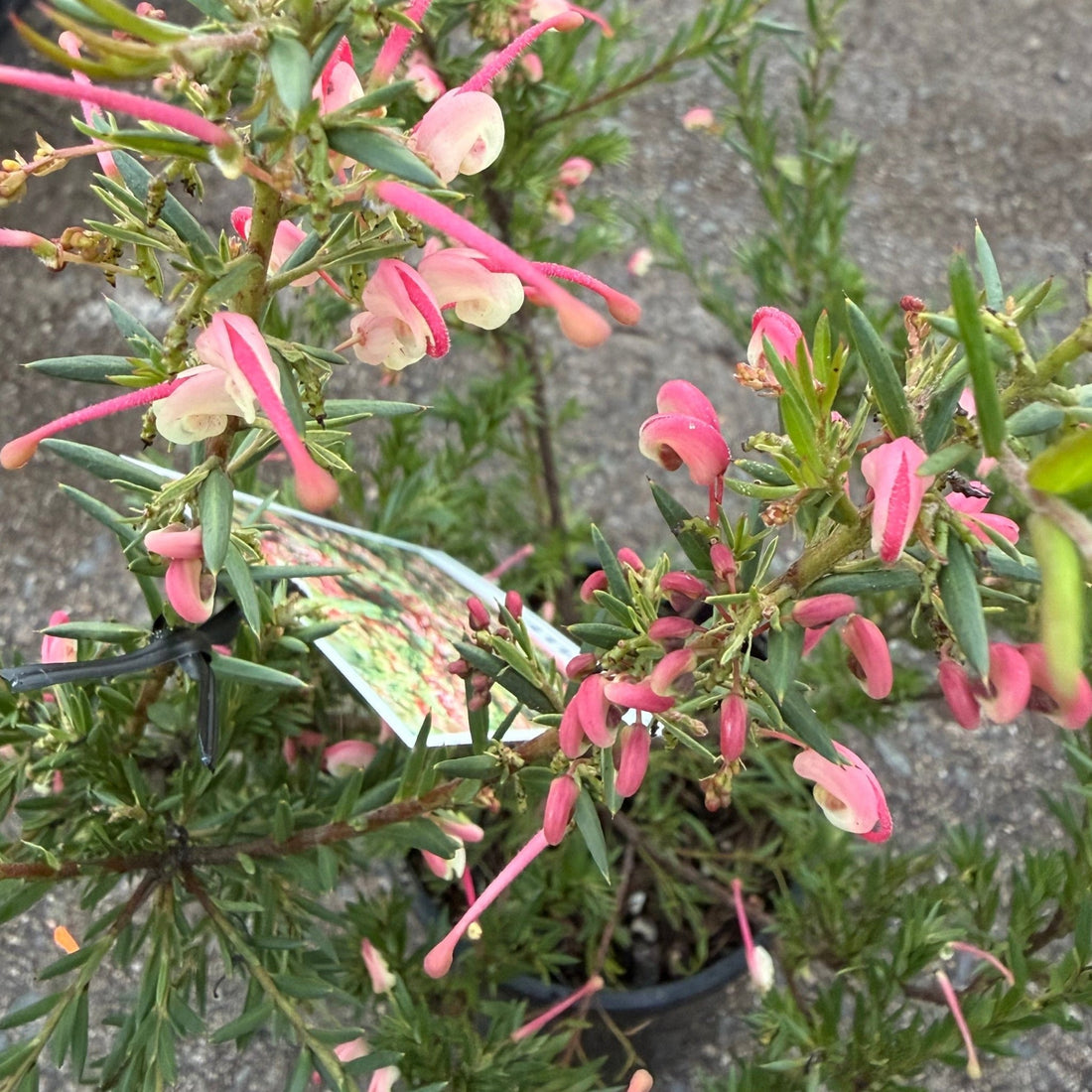 Dwarf Grevillea 'Pink Pixie' (Grevillea rosmarinifolia) - Ladybird Nursery