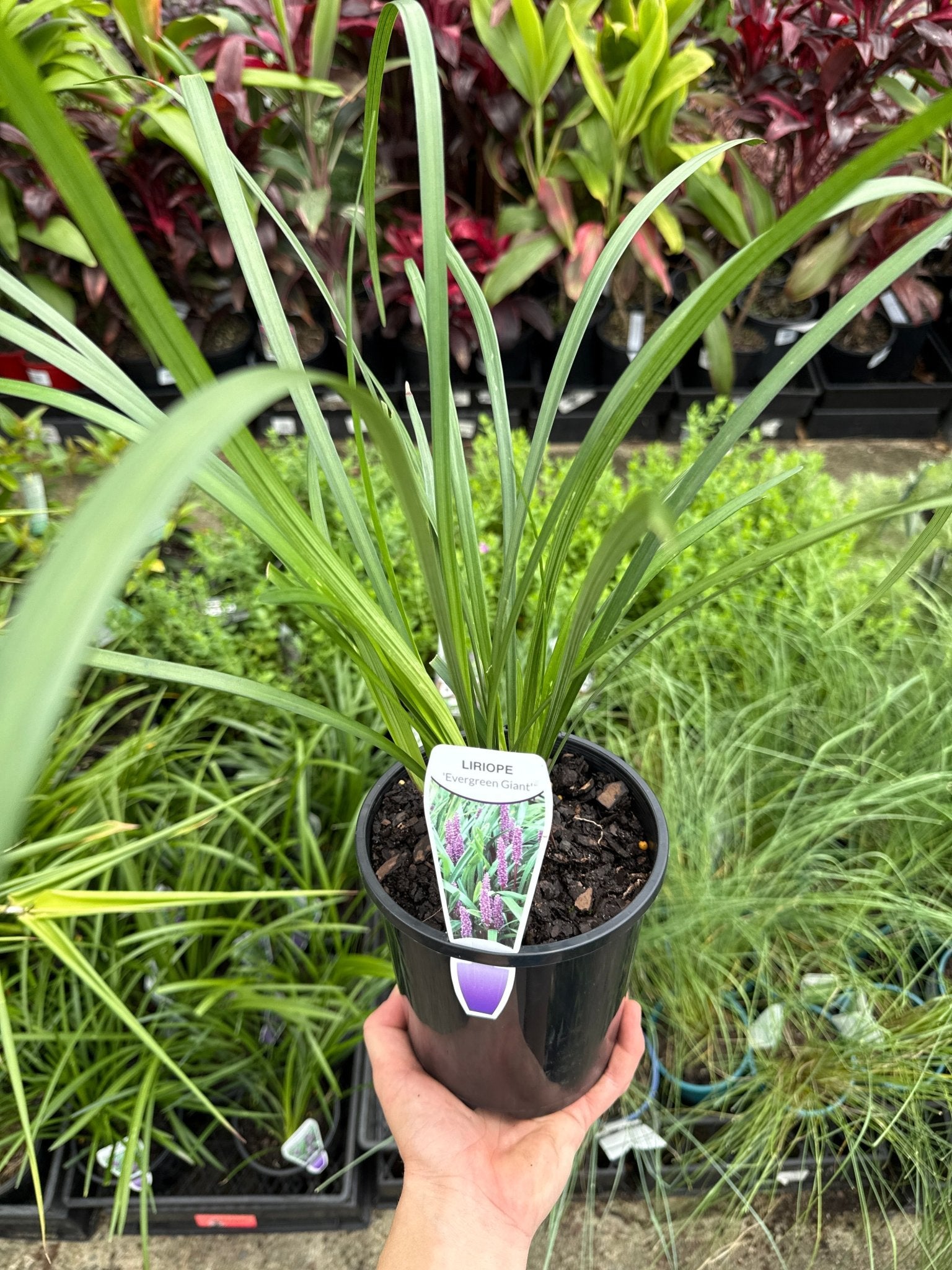 Liriope 'Evergreen Giant' (Liriope muscari) - Ladybird Nursery