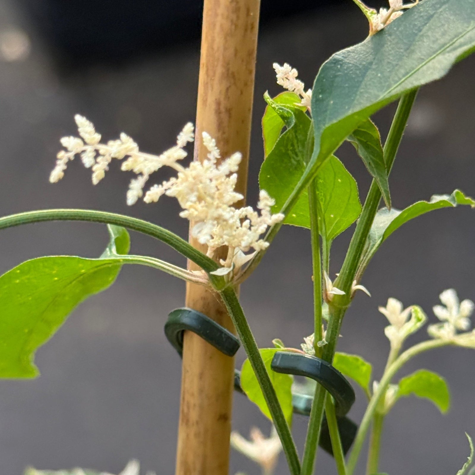 Amaranthus 'Fluffy Duck' - Ladybird Nursery