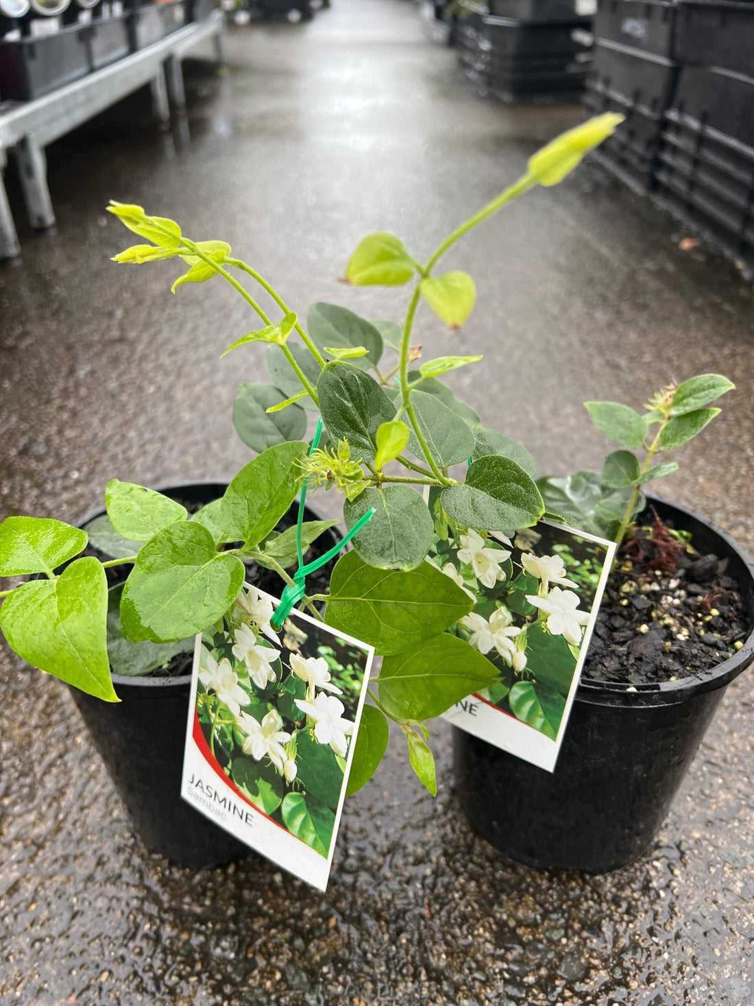 Jasmine 'Arabian' (Jasminum sambac) - Ladybird Nursery