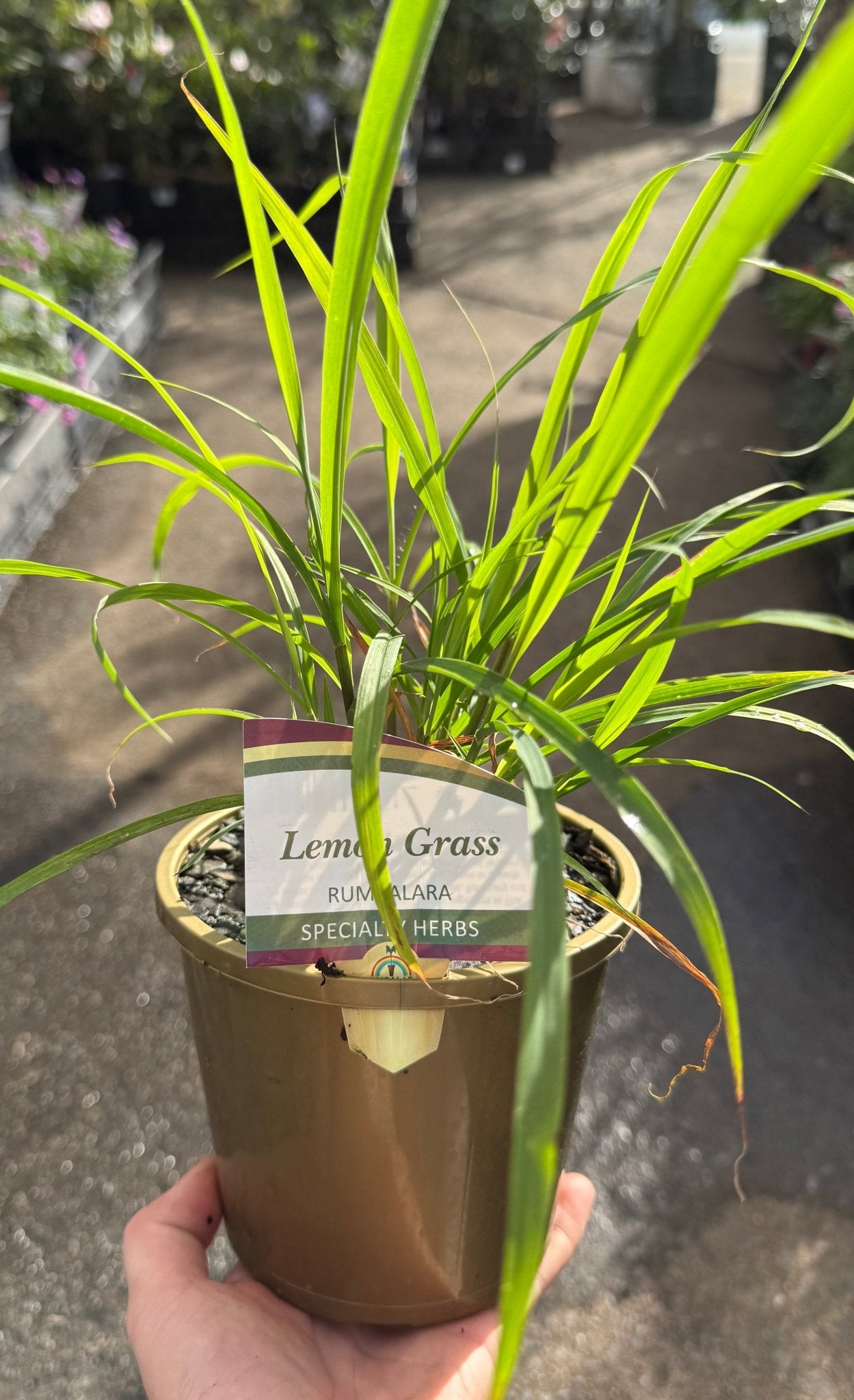 Lemon Grass (Cymbopogon citratus) - Ladybird Nursery