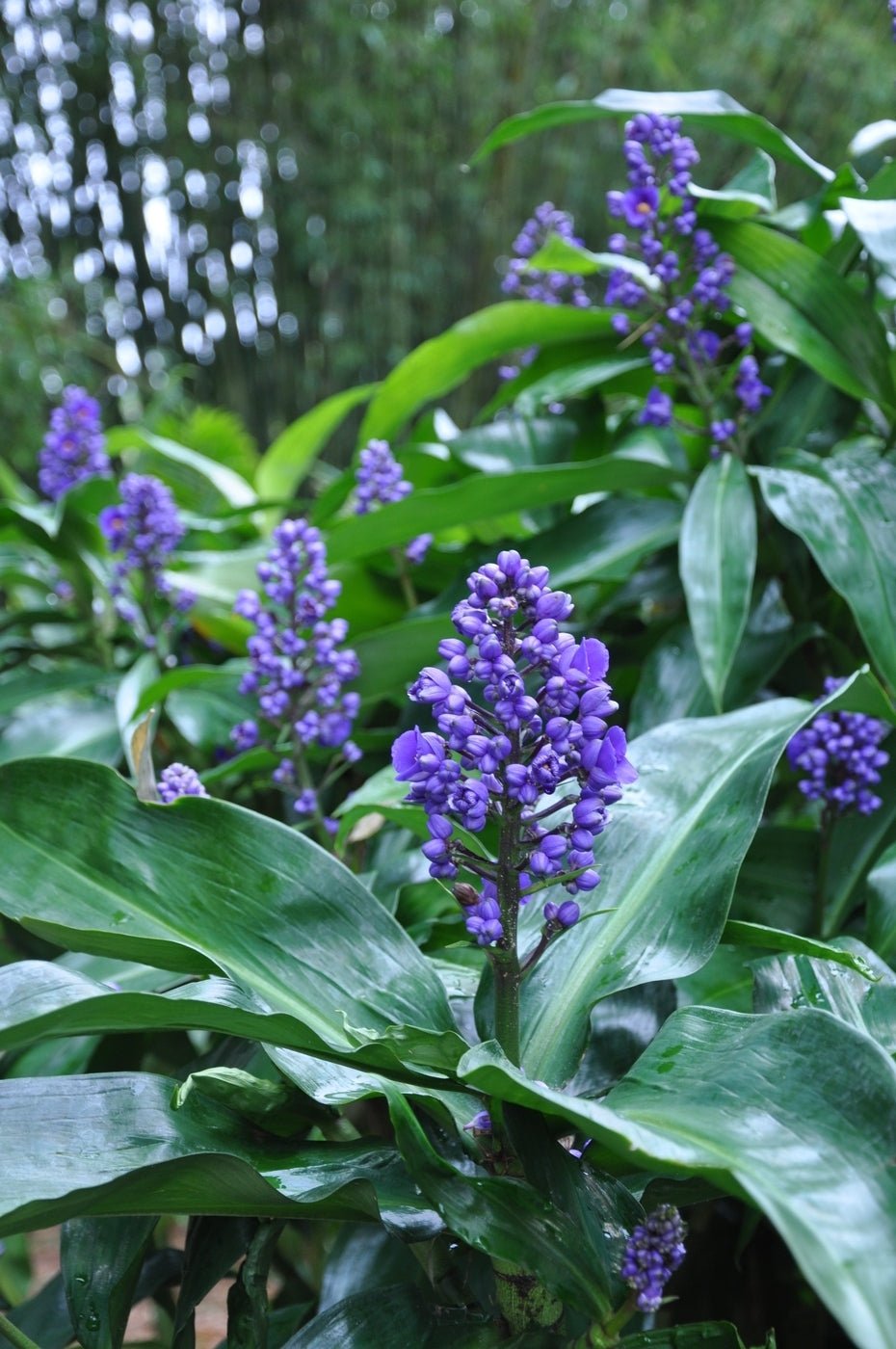 Blue Ginger (Dichorisandra thyrsiflora) - Ladybird Nursery