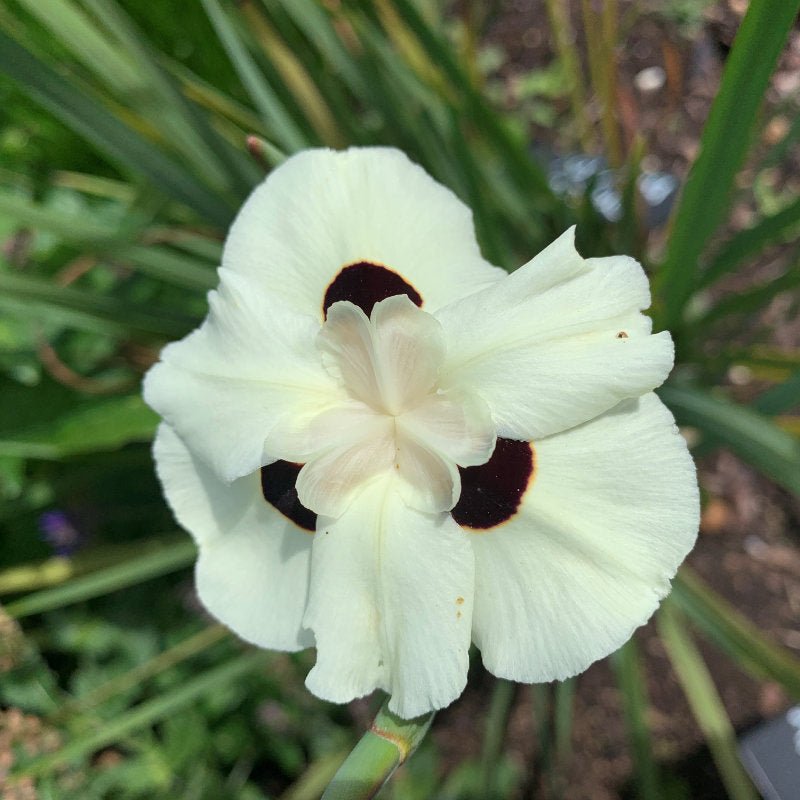 African Iris (Dietes bicolor) - Ladybird Nursery