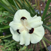 African Iris (Dietes bicolor)