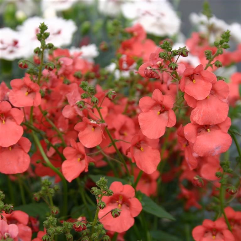Twinspur Drifter (Diascia Little)