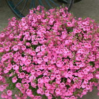 Twinspur Dreamer (Diascia Little) - Ladybird Nursery