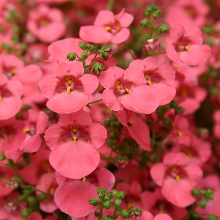 Twinspur Dreamer (Diascia Little) - Ladybird Nursery