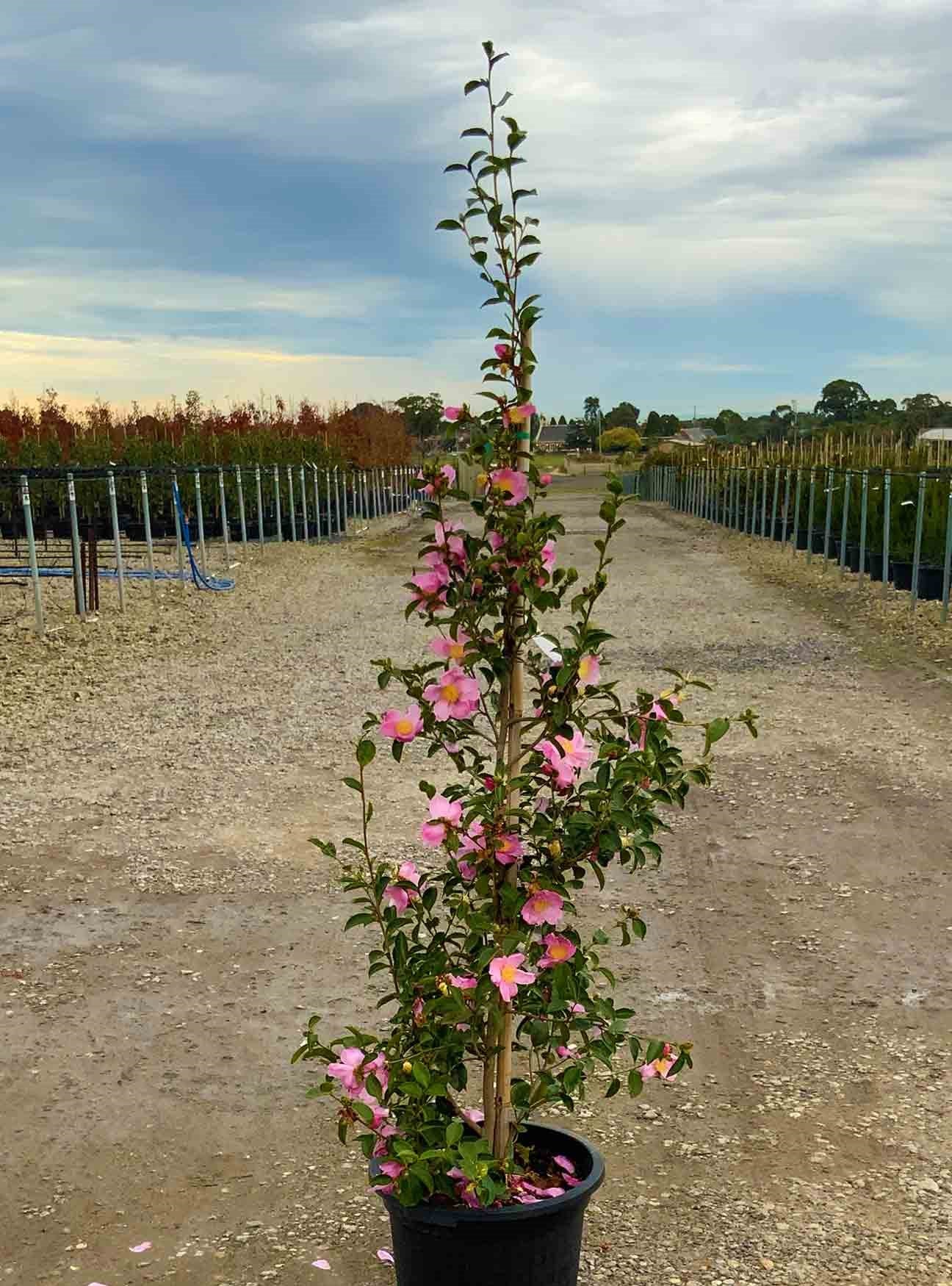 Sasanqua Camellia Plantation Pink (Camellia sasanqua)
