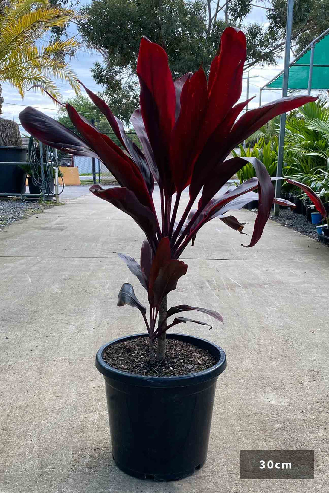 Cordyline Rubra (Cordyline fruticosa) - Ladybird Nursery