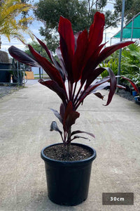Cordyline Rubra (Cordyline fruticosa) - Ladybird Nursery