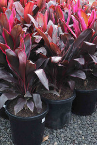 Cordyline Rubra (Cordyline fruticosa)