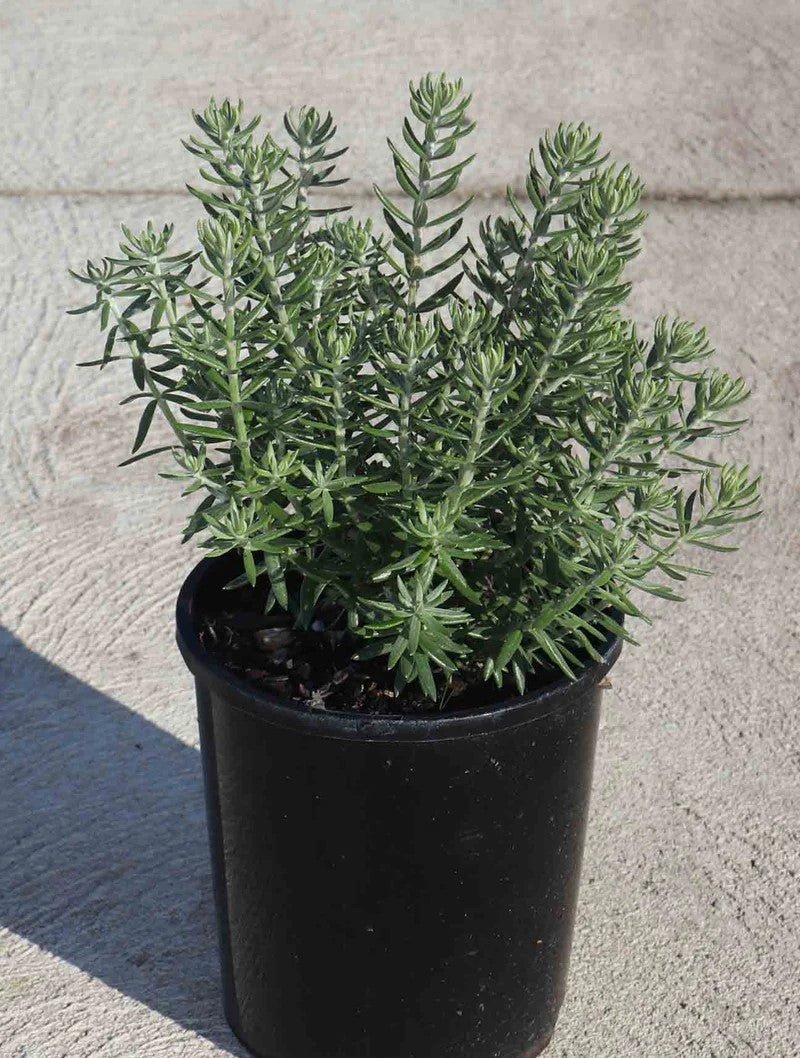 Coastal Rosemary Funky Chunky (Westringia fruticosa) - Ladybird Nursery