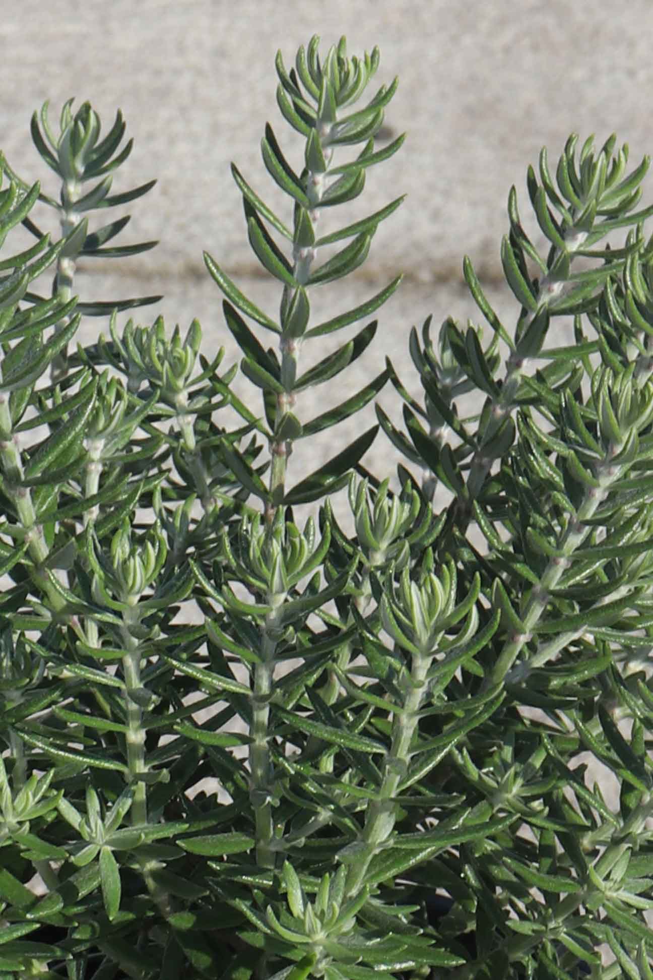 Coastal Rosemary Funky Chunky (Westringia fruticosa)