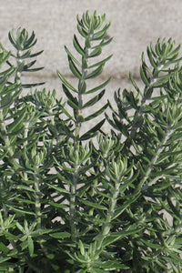Coastal Rosemary Funky Chunky (Westringia fruticosa)