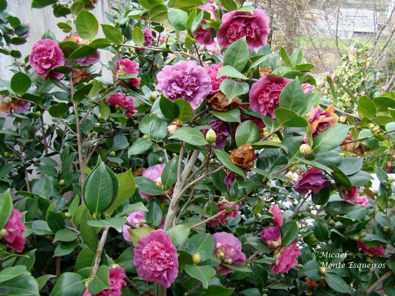 Camellia Dona Herzilia de Freitas Magalhaes (Camellia japonica) - Ladybird Nursery