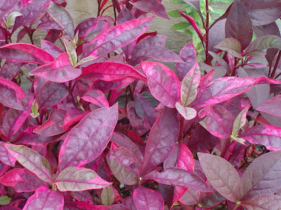 Tricolour Alternanthera Tricolor (Alternanthera dentata)