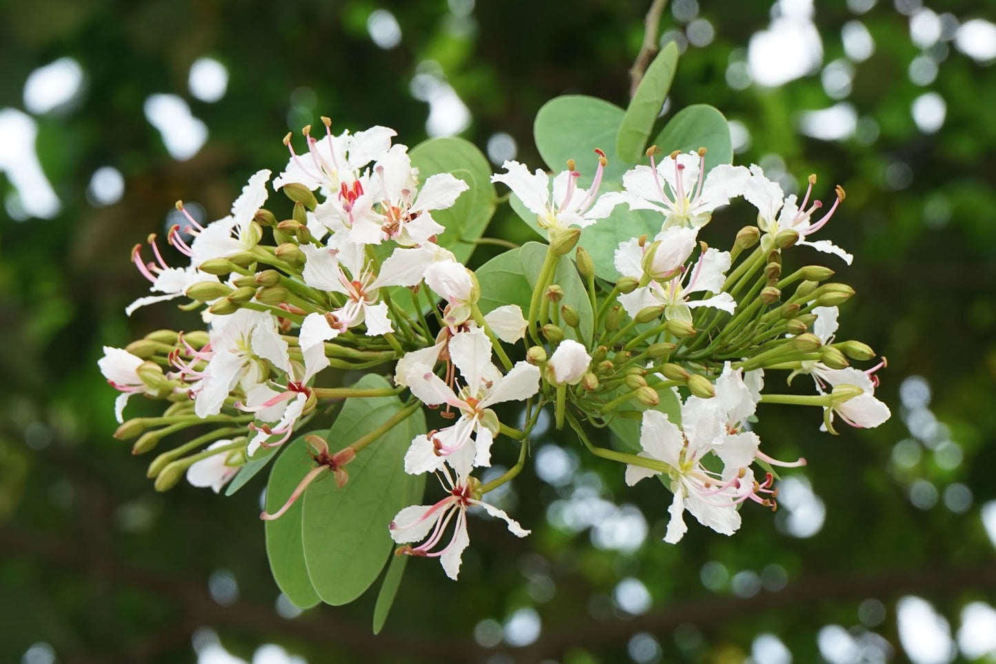Climbing Bauhinia (Bauhinia corymbosa)