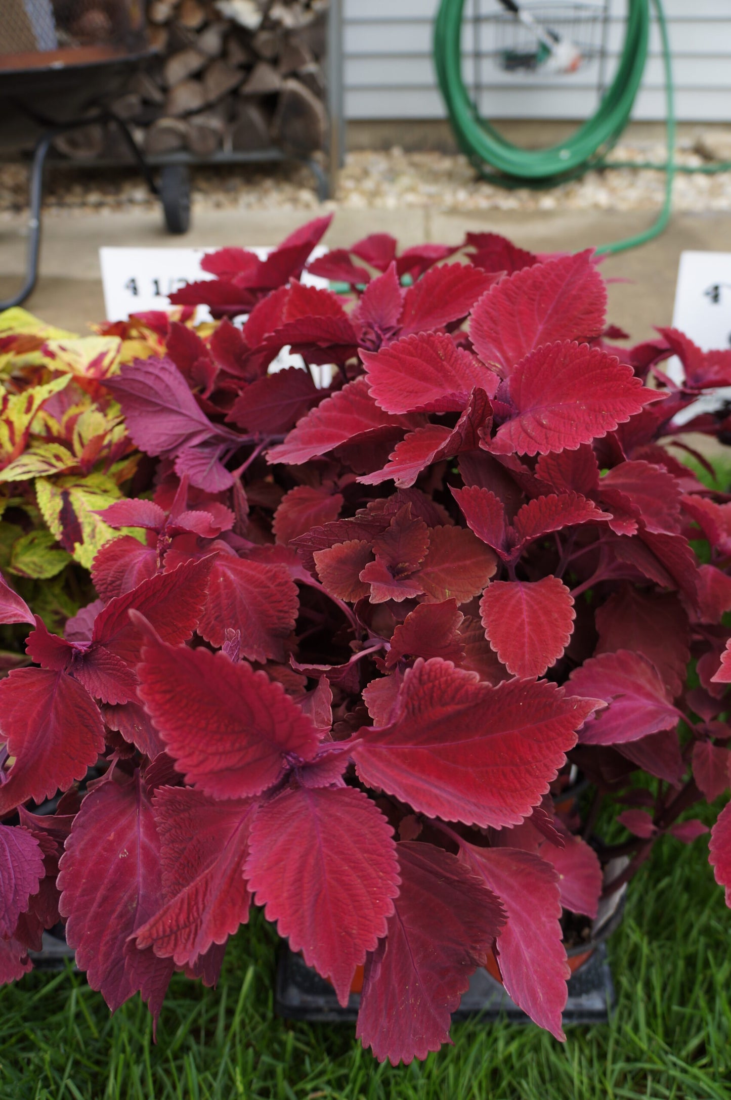 Coleus Redhead