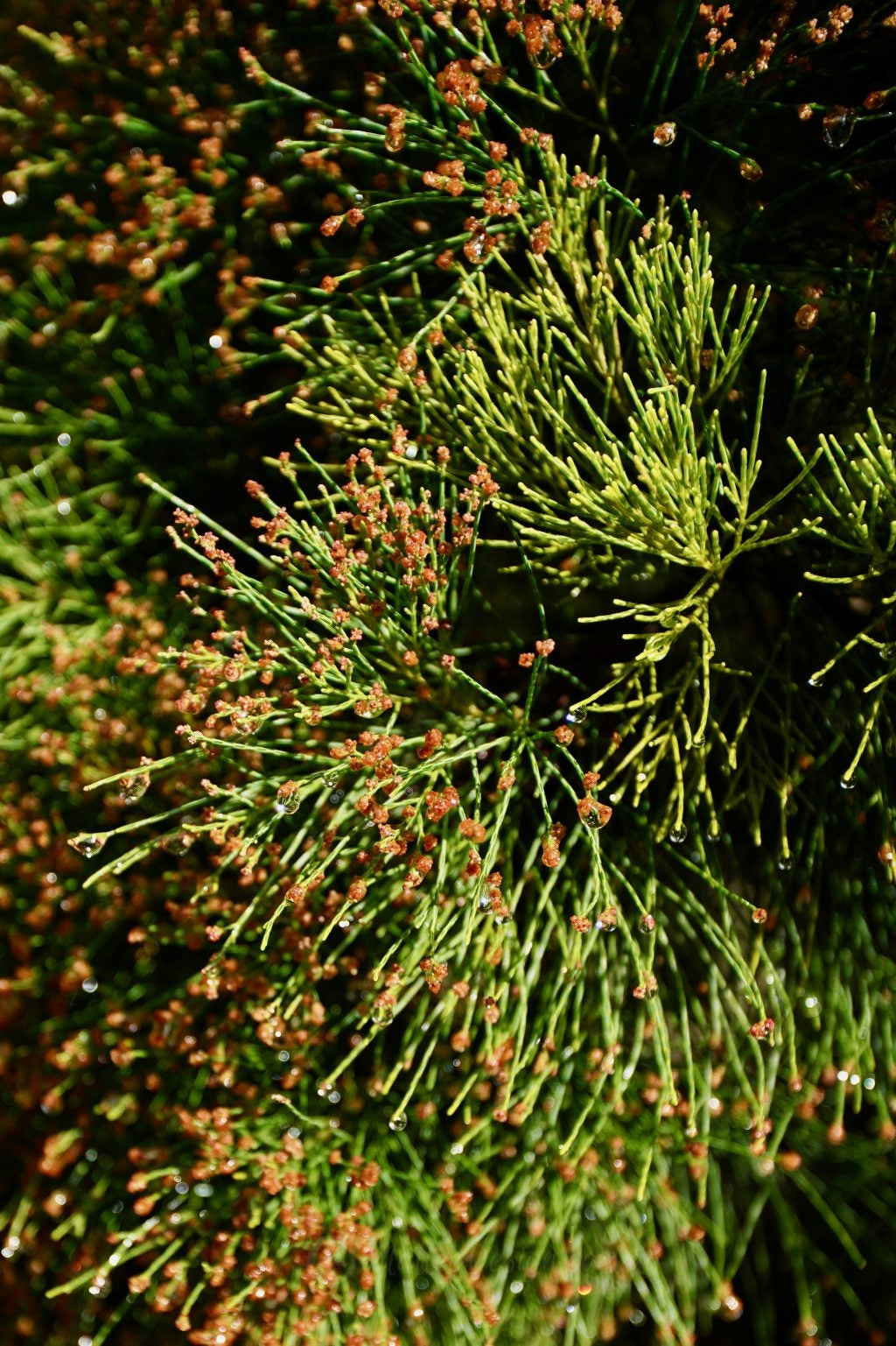 She-oak (Gymnostoma australianum)