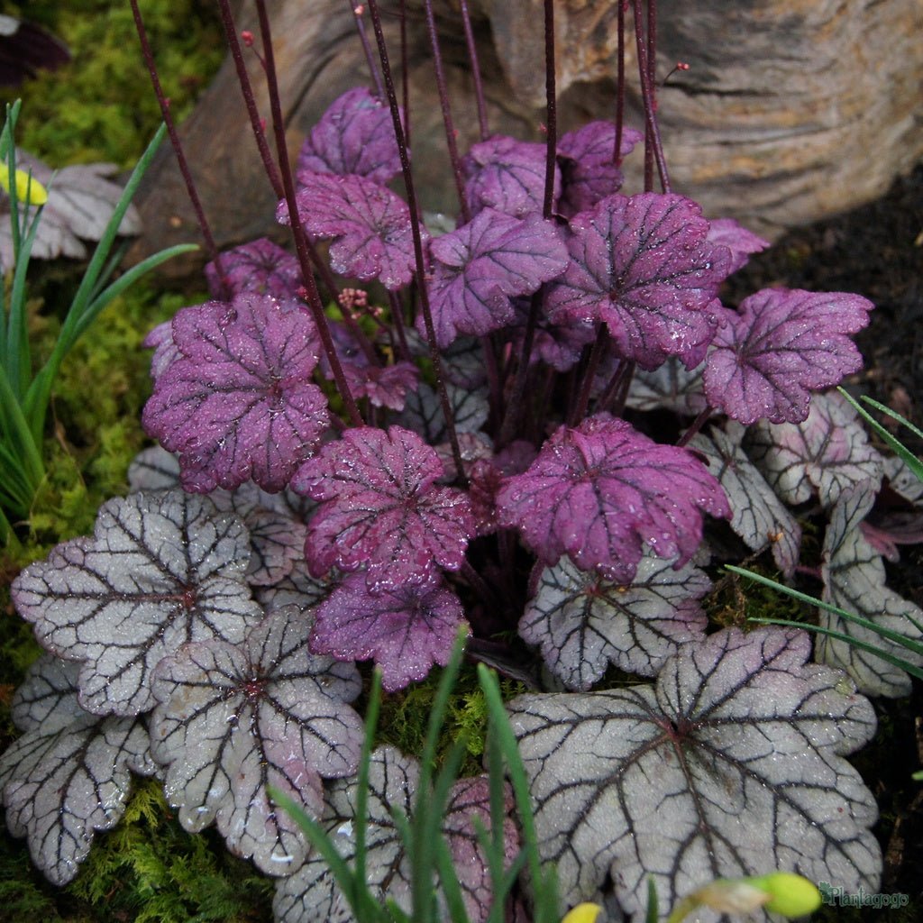 Heuchera Sugar Plum (Heuchera) - Ladybird Nursery