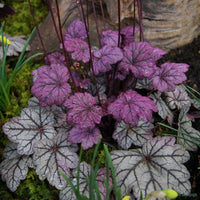 Heuchera Sugar Plum (Heuchera)