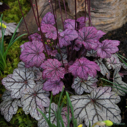 Heuchera Sugar Plum (Heuchera)