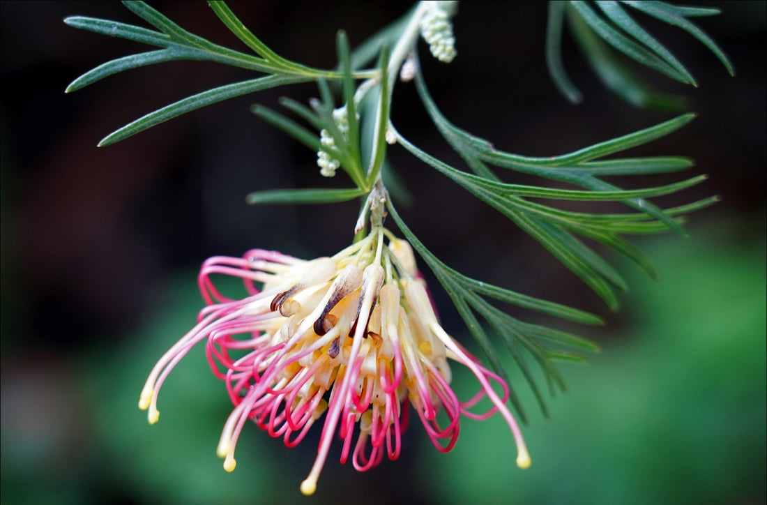 Grevillea Flora Mason - Ladybird Nursery
