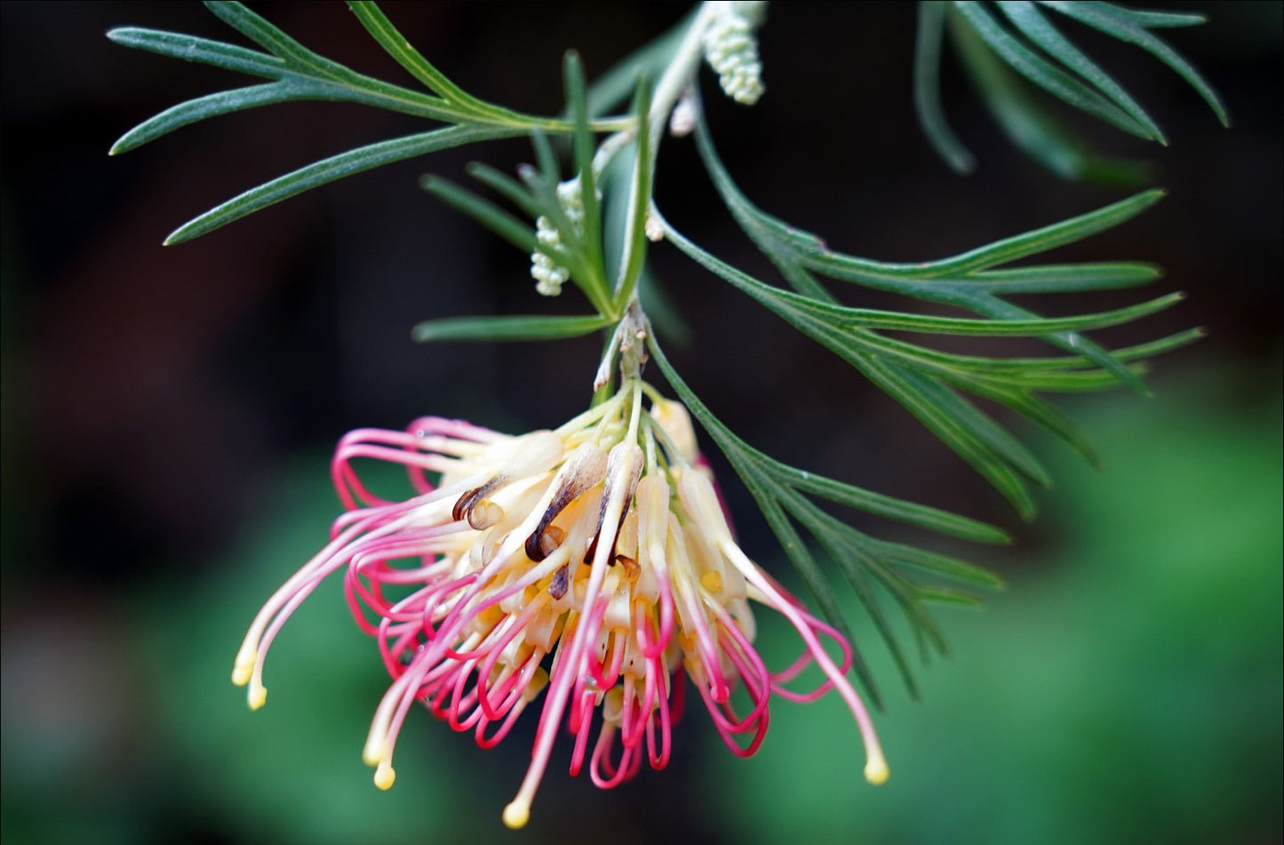 Grevillea Flora Mason