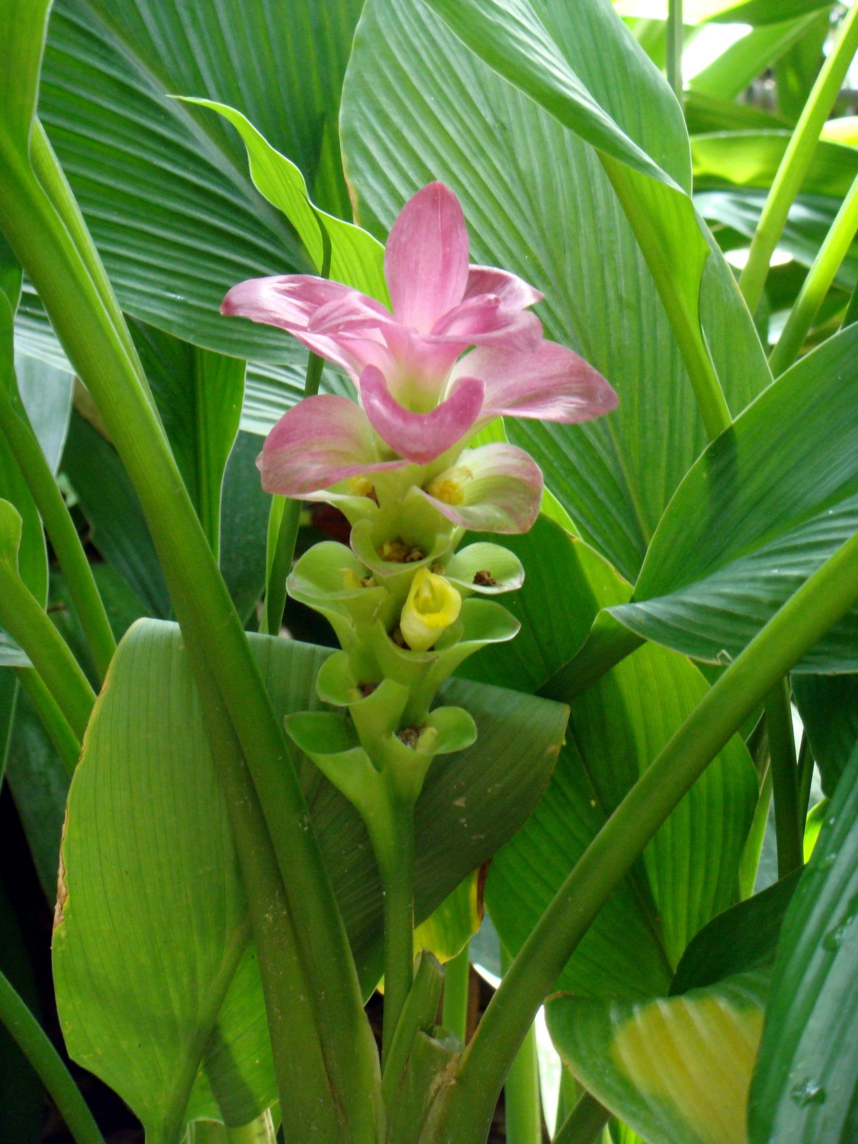 Cape York Lily (Curcuma australasica) - Ladybird Nursery