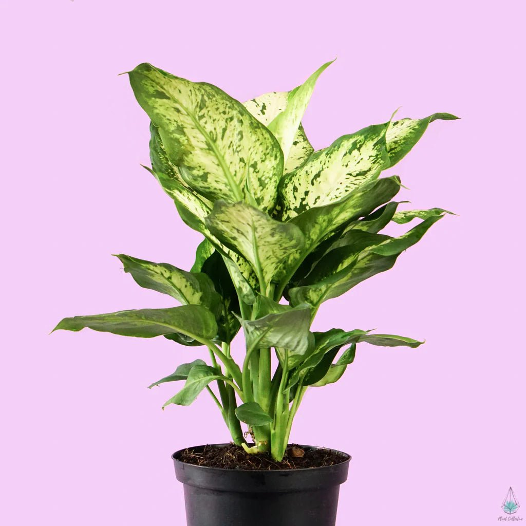 Dieffenbachia 'Perfection' - Ladybird Nursery