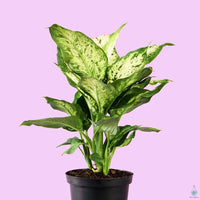 Dieffenbachia Perfection