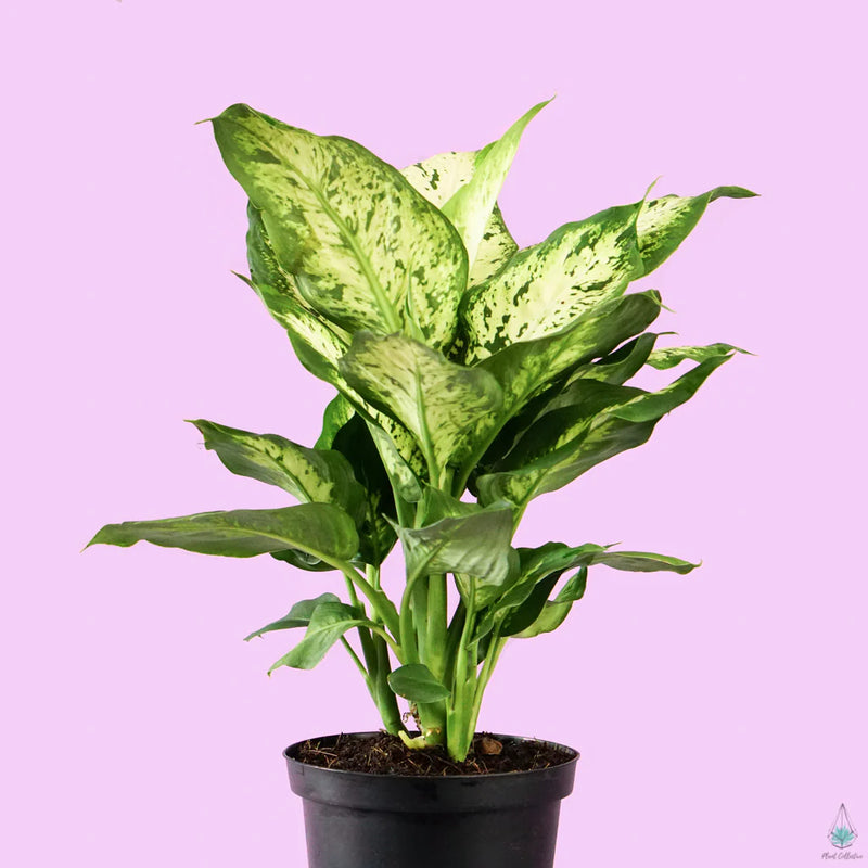 Dieffenbachia Perfection