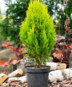 Dwarf Golden Arborvitae Lutea Nana (Thuja occidentalis)