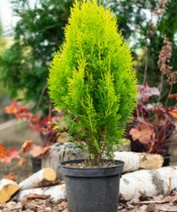 Dwarf Golden Arborvitae Lutea Nana (Thuja occidentalis)