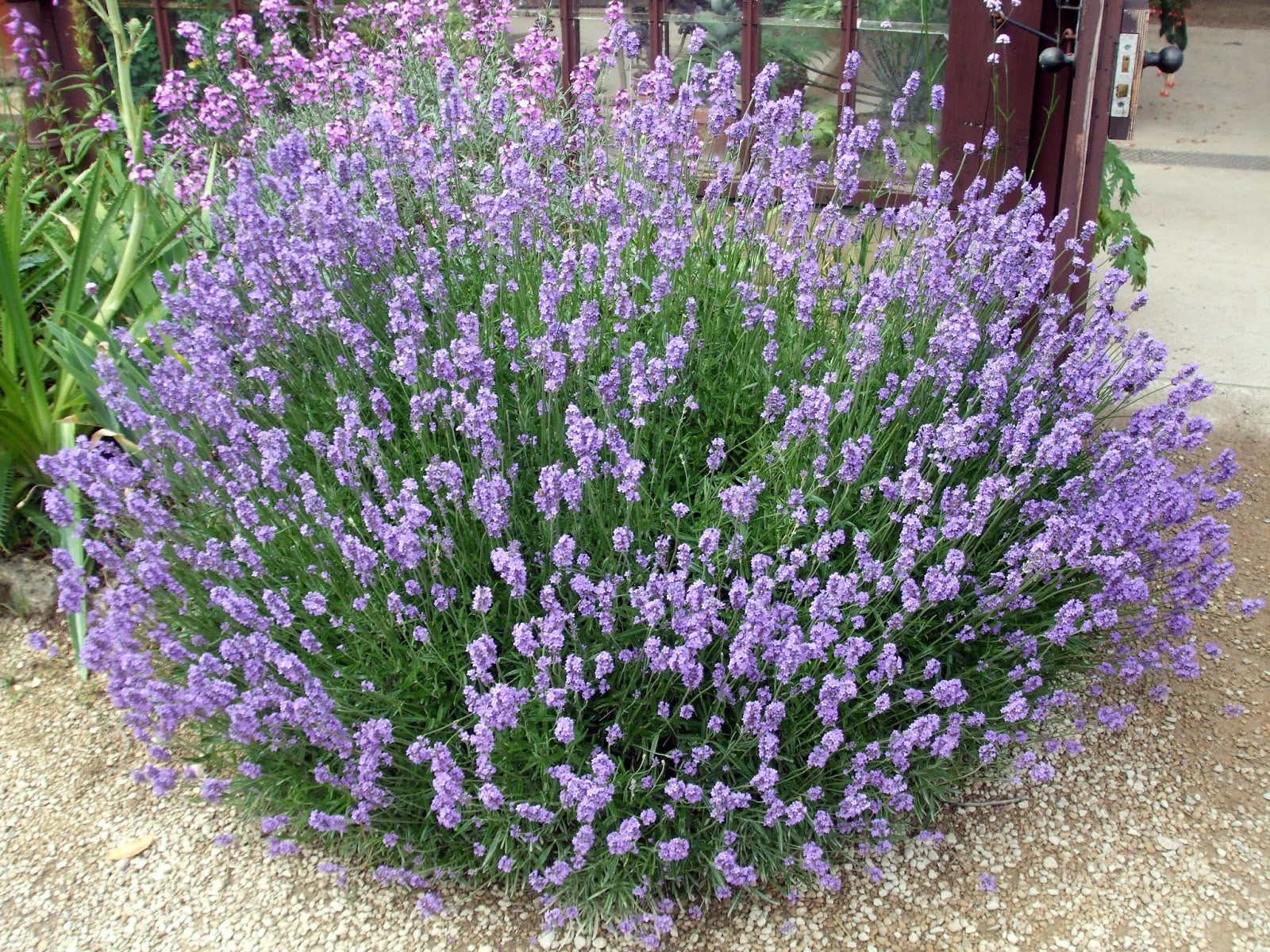 Coastal Rosemary Seacrest Lavender (Westringia)