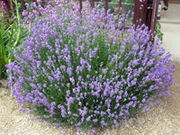 Coastal Rosemary Seacrest Lavender (Westringia)