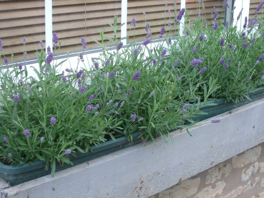 Coastal Rosemary Seacrest Lavender (Westringia) - Ladybird Nursery