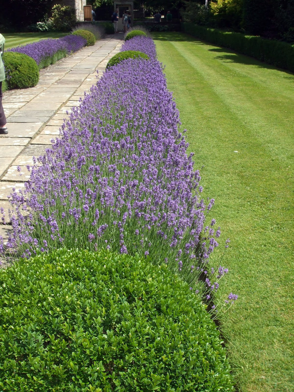 Coastal Rosemary Seacrest Lavender (Westringia)