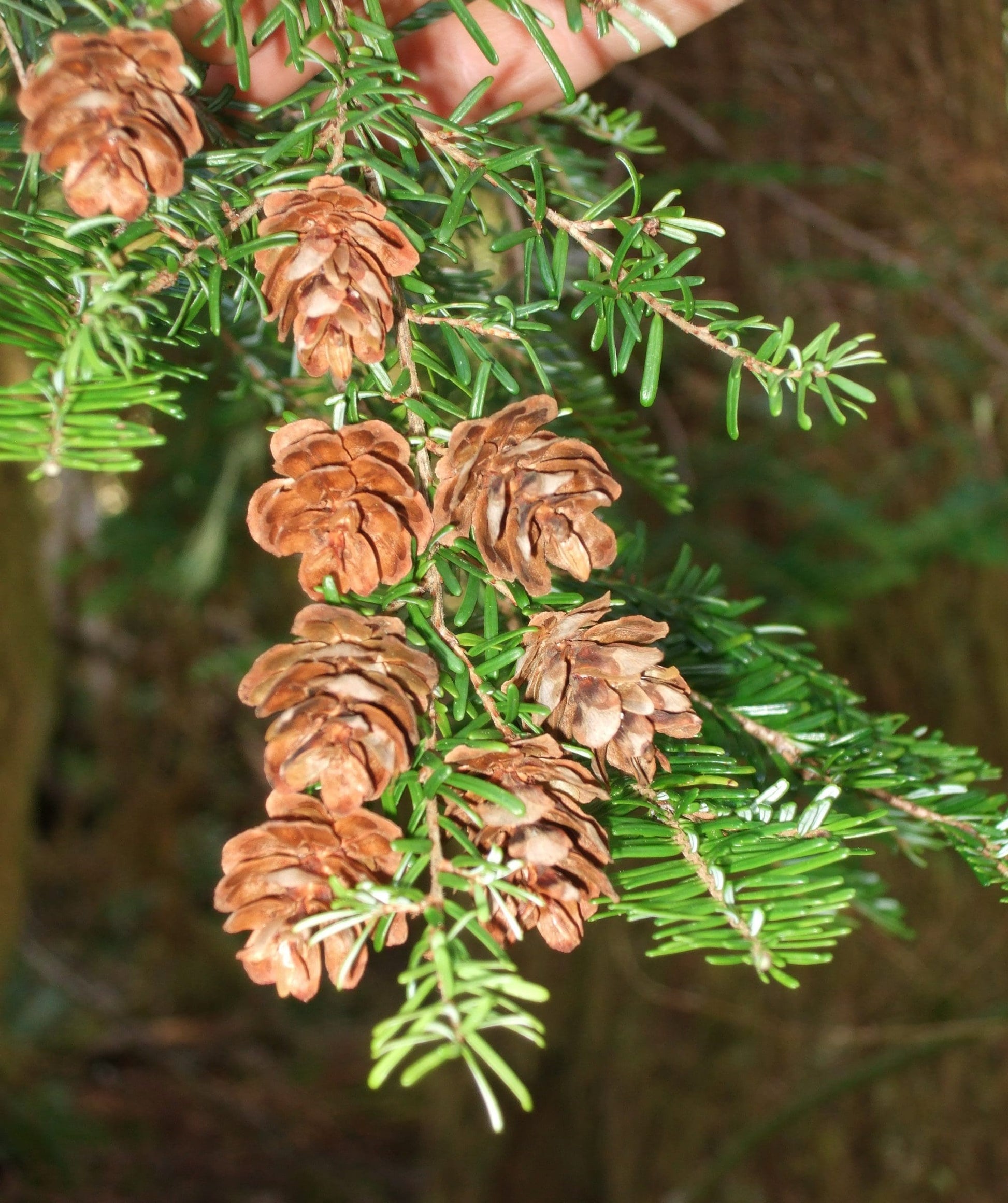 Western Hemlock (Tsuga heterophylla)