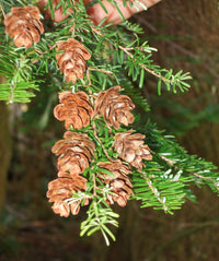 Western Hemlock (Tsuga heterophylla)